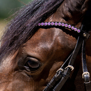 Classic XL Browband Violet