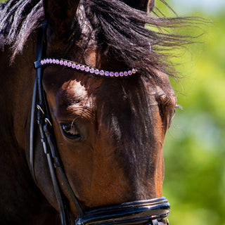 Classic XL Browband Violet